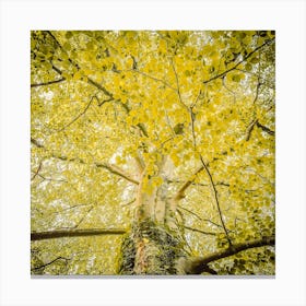 Yellow Autumn Tree 2 Botanical Photography Canvas Print