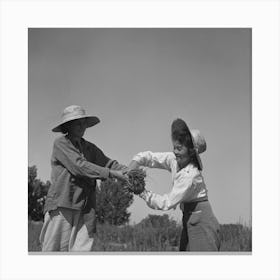 Malheur County, Oregon, Japanese Americans And Americans Working In A Celery Field By Russell Lee Canvas Print