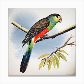 Paradise Parrot- Watercolour Canvas Print