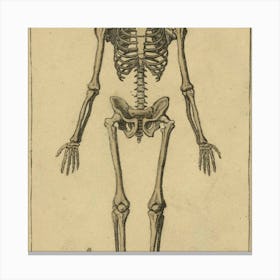 Anatomy Of The Human Skeleton Canvas Print