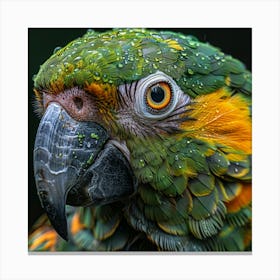 Portrait Of A Parrot 4 Canvas Print