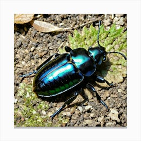 Beetle Insect Bug Coleoptera Exoskeleton Antennae Wings Black Colorful Small Crawling Car (2) Canvas Print