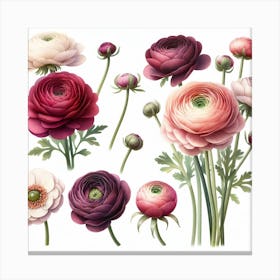 Ranunculus 3 Canvas Print