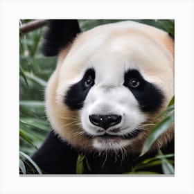 Panda Bear 1 Canvas Print