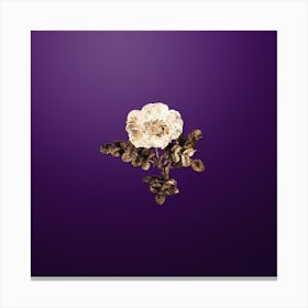 Gold Botanical White Burnet Rose on Royal Purple Canvas Print