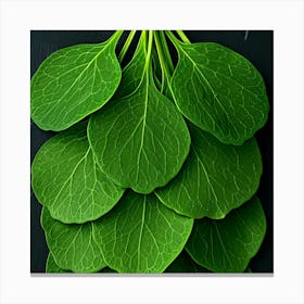 Kale Leaves On A Black Background Canvas Print