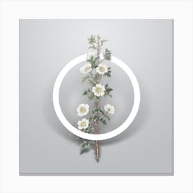 Vintage Scotch Rose Bloom Minimalist Floral Geometric Circle on Soft Gray Canvas Print