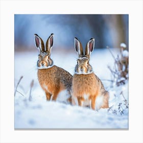 Two Hares In The Snow 1 Canvas Print