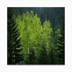 Firefly Noise Reduction Forest Reduces Noise In Low Light Or High Iso Images Canvas Print