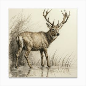 Stag By The Water Canvas Print