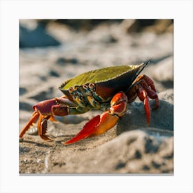 Crab Walking On Sand 1 Canvas Print