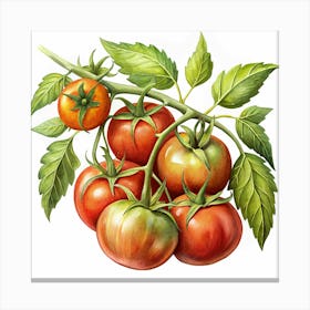 Watercolor Illustration Of Fresh Tomatoes On A Vine Canvas Print