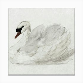 Swan s Canvas Print