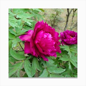 Peony in Japan 13 Canvas Print