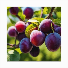 Plums On The Tree Canvas Print