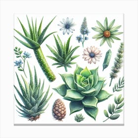 Aloe 1 Canvas Print