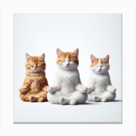 Three cats meditating 2 Canvas Print