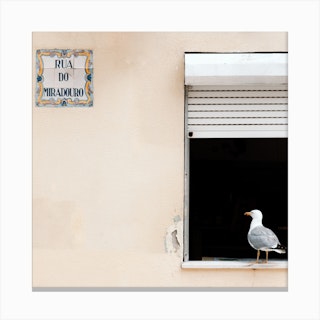 The Seagull In The Window Porto Portugal Square Canvas Print