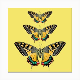 Three Swallowtail Butterflies Canvas Print