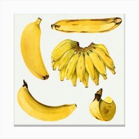 Bananas 4 Canvas Print