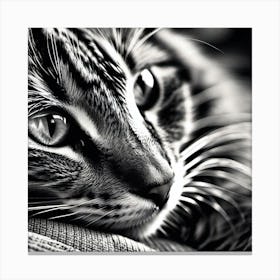 Black And White Cat 8 Canvas Print