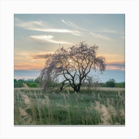 Lone Tree In A Field Canvas Print