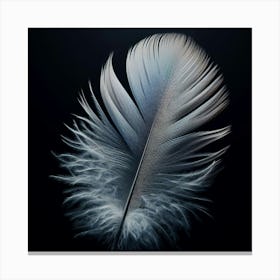 Feather On A Black Background Canvas Print