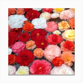 Carnations 2 Canvas Print