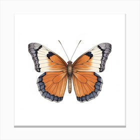 Butterfly 42 Canvas Print