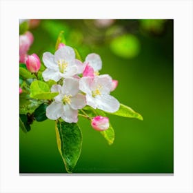 Blooming Pear Tree In Spring Close Shot Showcasing The Intricate Arrangement Of Small Blush Toned B (2) Canvas Print