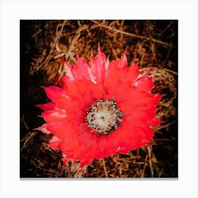 Coral Flower Canvas Print