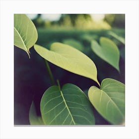 Polaroid of leaves Canvas Print