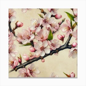 Cherry Blossoms 7 Canvas Print