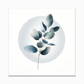 Eucalyptus Leaf 1 Canvas Print