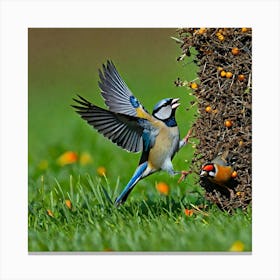 Bird Natural Wild Wildlife Tit Sparrows Sparrow Blue Red Yellow Orange Brown Wing Wings (46) Canvas Print