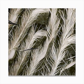 The Feathers Canvas Print