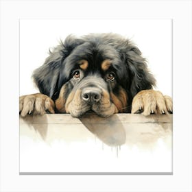 Tibetan Mastiff Dog 3 Canvas Print