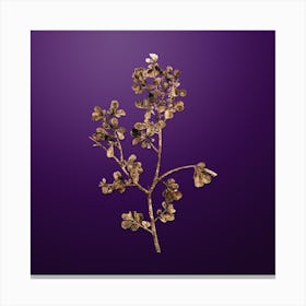 Gold Botanical European Buckthorn on Royal Purple n.3633 Canvas Print