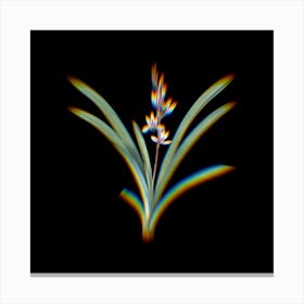 Prism Shift Boat Orchid Botanical Illustration on Black Canvas Print