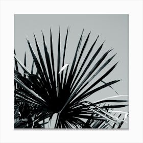 Palm Tree Leaf Close Up Photo Black And White Square Kitchen Living Room Grey Gray Nature Plant Canvas Print