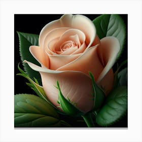 Peach Rose Canvas Print