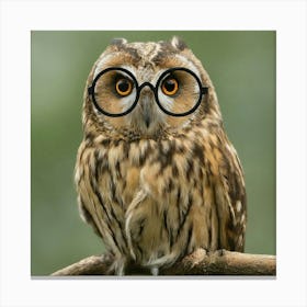 Owl With Glasses Canvas Print