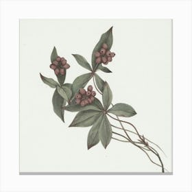 Rhododendron Canvas Print