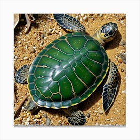 Green Sea Turtle 3 Canvas Print