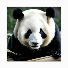 Panda Bear 1 Canvas Print