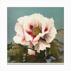 Tree Peony, Hand Colored Collotype From Some Japanese Flowers (1896), Ogawa Kazumasa Canvas Print