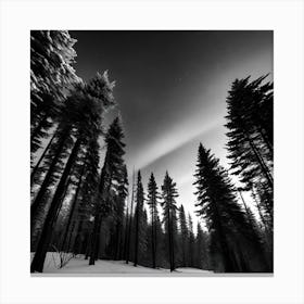 Black And White Forest 2 Canvas Print