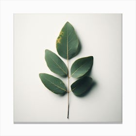 Eucalyptus Leaf 11 Canvas Print