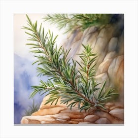 Rosemary Growing Between Rock Canvas Print