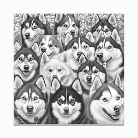 Husky Dogs Canvas Print